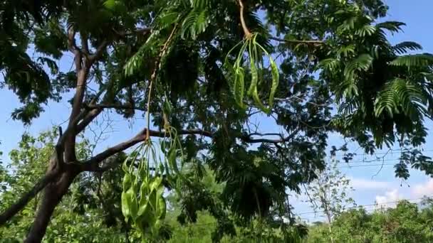 サトの種 パークイア パクイ ペタイ ピート ツイストされたクラスタビーン スタインビーン 自然の背景を持つ ペタイは インドネシアの特別な強い香りがするエキゾチックなフルーツの1つです — ストック動画