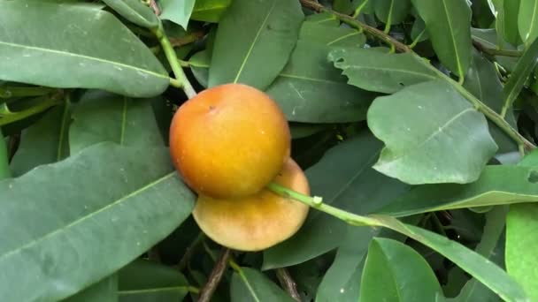Diospyros Blancoi Znany Również Jako Odbarwienie Diospyros Aksamitne Jabłko Aksamit — Wideo stockowe