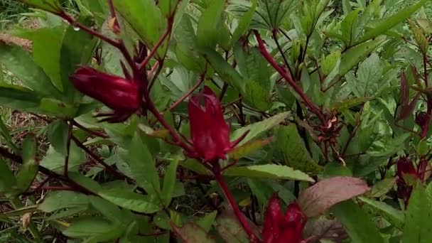 Rosella Blume Auch Roselle Genannt Mit Natürlichem Hintergrund Verwendung Als — Stockvideo