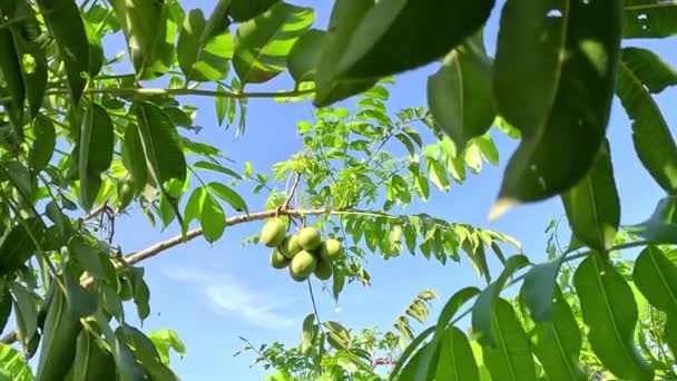 Spondias Dulcis Ιούνιος Δαμάσκηνο Kedondong Dondong Χρυσό Μήλο Pommecythere Cythere — Αρχείο Βίντεο