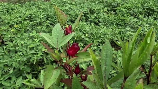 Bunga Rosella Juga Disebut Roselle Dengan Latar Belakang Alami Gunakan — Stok Video