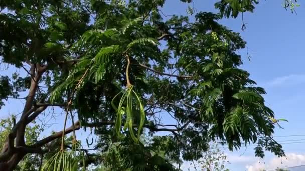 具有天然背景的佐藤种子 帕基亚种 帕基亚种 扭曲的丛生豆 花台是印尼特有的浓郁香气的异国情调水果之一 — 图库视频影像
