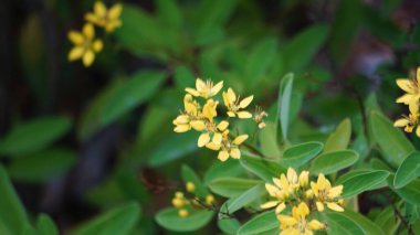 Galphimia glauca (ayrıca hujan mas, noche buena, altın yağmuru thryallis, Noche buena, altın yağmuru olarak da bilinir) çiçeği. Kurumuş yapraklar ve çiçekler alkol ve sallanan çiçeklerle eritilir.