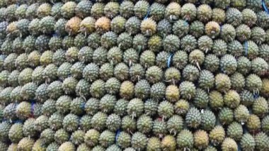 Ananas ağacı (Ananas comosus) doğal bir arka plana sahiptir. Egzotik tropikal meyve. Endonezyalılar buna nanas diyor.