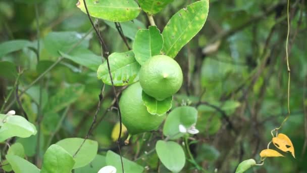 Citrus Aurantiifolia Boom Indonesisch Noemen Het Jeruk Nipis — Stockvideo