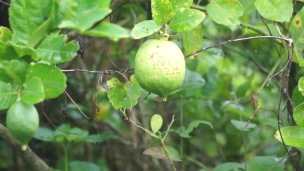 Citrus Aurantiifolia Pohon Indonesia Menyebutnya Jeruk Nipis — Stok Video