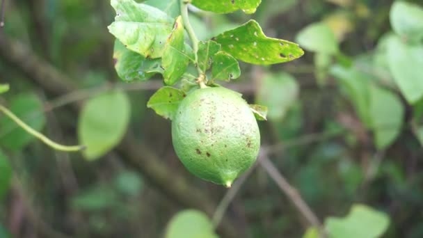 Citrus Aurantiifolia Árbol Indonesio Llaman Jeruk Nipis — Vídeos de Stock