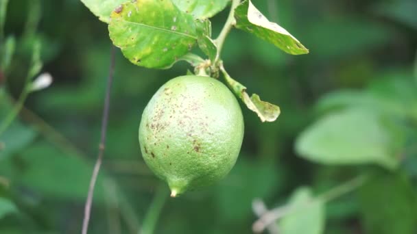 Citrus Aurantiifolia Pohon Indonesia Menyebutnya Jeruk Nipis — Stok Video