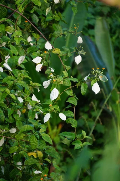 Mussaenda frondosa (Kingkilaban, walek adep, ai kabeaku, Mussaenda belilla, vahşi mussaenda, dhobi ağacı). Bilimsel kayıtlara göre, bu bitkinin antioksidan etkileri olduğu söyleniyor.