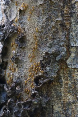 Kuru ormanın içinde Coptotermes formosanus (Formosan termite, super termite, semut kongkiak, rayap, anai-anai, semut putih)