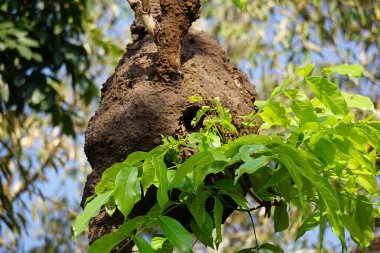 Kuru ormanın içinde Coptotermes formosanus (Formosan termite, super termite, semut kongkiak, rayap, anai-anai, semut putih)