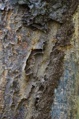 Kuru ormanın içinde Coptotermes formosanus (Formosan termite, super termite, semut kongkiak, rayap, anai-anai, semut putih)