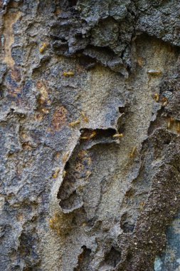 Kuru ormanın içinde Coptotermes formosanus (Formosan termite, super termite, semut kongkiak, rayap, anai-anai, semut putih)