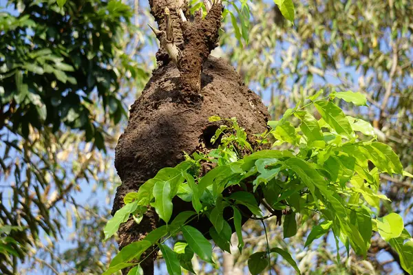 Coptotermes formosanus (Formosan termite, super-termite, semut kongkiak, rayap, anai-anai, semut putih) in the dry wood