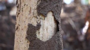 Kuru ormanın içinde Coptotermes formosanus (Formosan termite, super termite, semut kongkiak, rayap, anai-anai, semut putih)