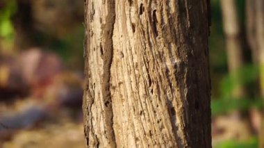 Kuru ormanın içinde Coptotermes formosanus (Formosan termite, super termite, semut kongkiak, rayap, anai-anai, semut putih)