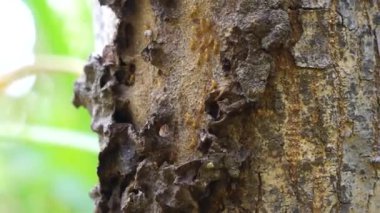 Kuru ormanın içinde Coptotermes formosanus (Formosan termite, super termite, semut kongkiak, rayap, anai-anai, semut putih)