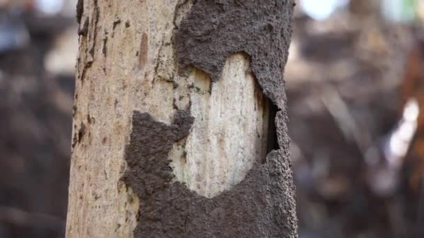 Coptotermes Formosanus Termite Formosan Super Termite Semut Kongkiak Rayap Anai — Video