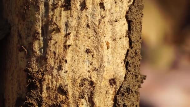 Coptotermes Formosanus Formosan Rayap Super Rayite Semut Kongkiak Rayap Anai — Stok Video