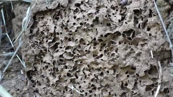 Kuru Ormanın Içinde Coptotermes Formosanus Formosan Termite Super Termite Semut — Stok video