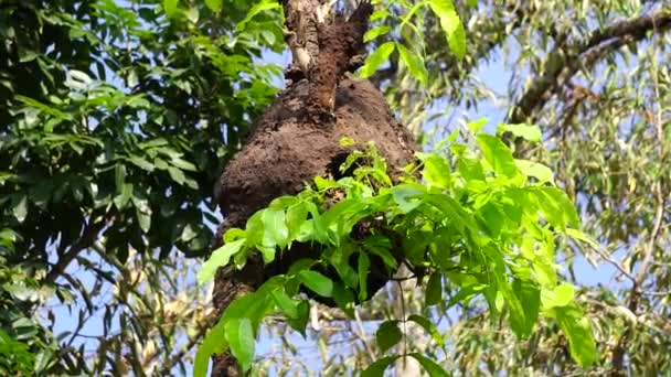 Coptotermes Formosanus Formosan Rayap Super Rayite Semut Kongkiak Rayap Anai — Stok Video