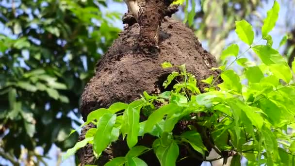 Coptotermes Formosanus Formosan Termit Super Termit Semut Kongkiak Rayap Anai — Stock video