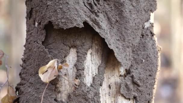 Coptotermes Formosanus Formosan Termite Super Termiet Semut Kongkiak Rayap Anai — Stockvideo
