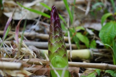 Doğal arka planı olan Tumerik çiçeği (Curcuma longa).