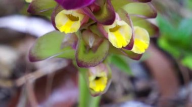Doğal arka planı olan Tumerik çiçeği (Curcuma longa).