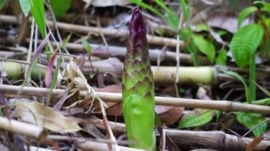 Doğal arka planı olan Tumerik çiçeği (Curcuma longa).