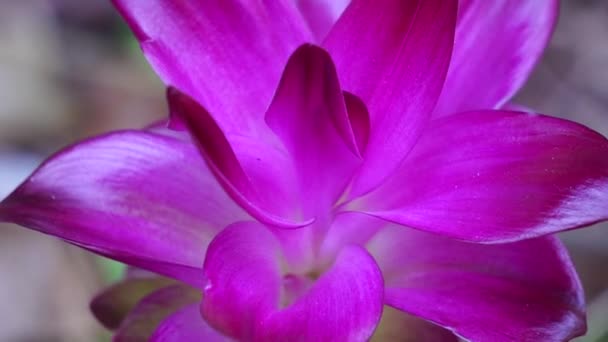 Bunga Tumerik Curcuma Longa Dengan Latar Belakang Alami — Stok Video