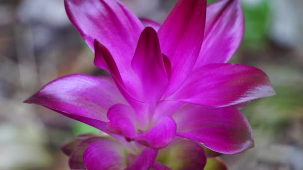 Ογκώδες Λουλούδι Curcuma Longa Φυσικό Υπόβαθρο — Αρχείο Βίντεο