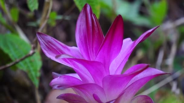 Цветок Озил Curcuma Longa Естественном Фоне — стоковое видео