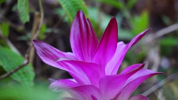 Tumerische Blume Curcuma Longa Mit Natürlichem Hintergrund — Stockvideo