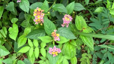 Lantana camara (tahi ayam, sailara, tembelekan, lantana, big sage, wild sage, red sage, white sage, tick berry, West Indian lantana, umbelanterna).