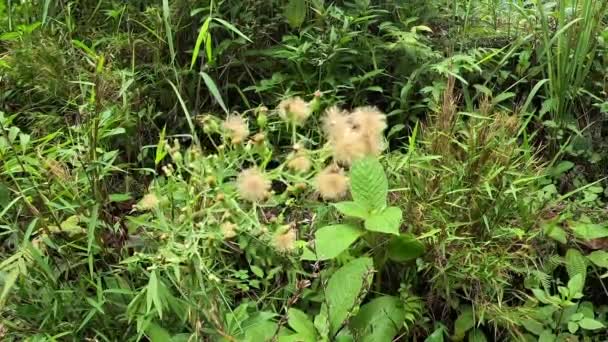 Zielony Jelantir Zwany Również Erigeron Bonariensis Monyenyen Erigeron Linifolius Conyza — Wideo stockowe