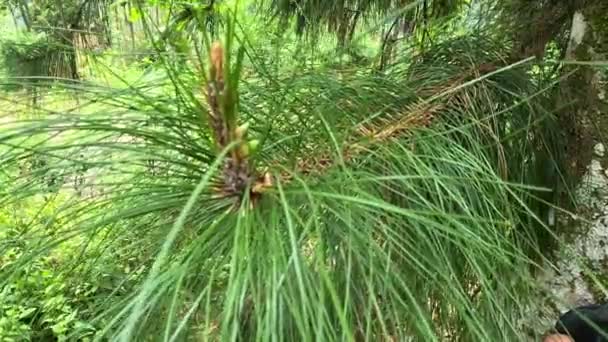 Листья Сосны Естественным Фоном — стоковое видео