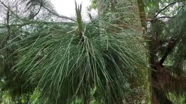 Çam Yapraklarının Doğal Bir Geçmişi Var — Stok video
