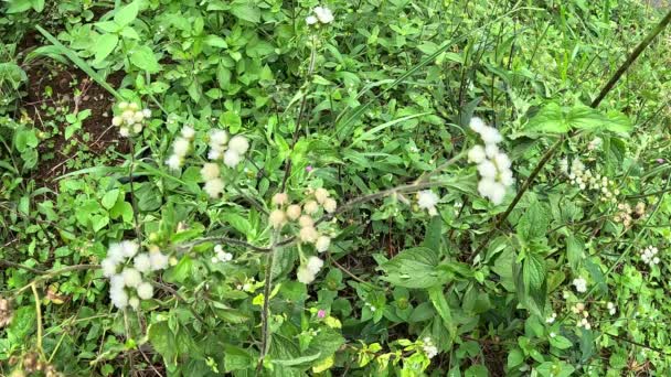 Bandotán Ageratum Conyzoides Asteraceae Törzsbe Tartozó Mezőgazdasági Gyomnövény Ezt Növényt — Stock videók