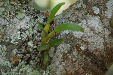 Doğal arka planı olan güzel orkideler.