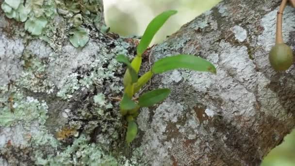 Schöne Orchideen Mit Natürlichem Hintergrund — Stockvideo