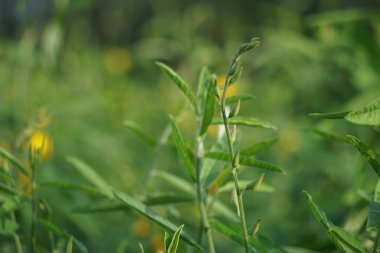 Crotalaria juncea (orok-orok, lambau, güneş keneviri, kenevir, kahverengi kenevir). Bu bitki genellikle gübre olarak kullanılır ve biyolojik yakıt olma potansiyeline sahiptir.
