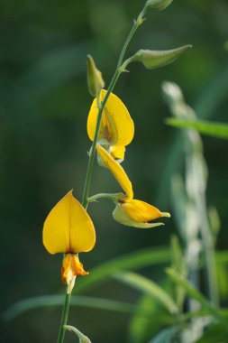 Crotalaria juncea (orok-orok, lambau, sun hemp, sunn hemp, brown hemp). This plant is usually used for fertilizer and has the potential to be bio-fuel clipart