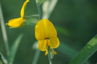 Crotalaria juncea (orok-orok, lambau, güneş keneviri, kenevir, kahverengi kenevir). Bu bitki genellikle gübre olarak kullanılır ve biyolojik yakıt olma potansiyeline sahiptir.