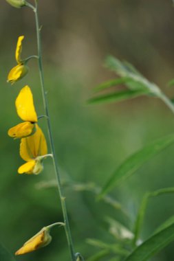 Crotalaria juncea (orok-orok, lambau, güneş keneviri, kenevir, kahverengi kenevir). Bu bitki genellikle gübre olarak kullanılır ve biyolojik yakıt olma potansiyeline sahiptir.