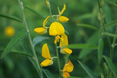 Crotalaria juncea (orok-orok, lambau, güneş keneviri, kenevir, kahverengi kenevir). Bu bitki genellikle gübre olarak kullanılır ve biyolojik yakıt olma potansiyeline sahiptir.