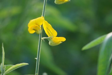 Crotalaria juncea (orok-orok, lambau, güneş keneviri, kenevir, kahverengi kenevir). Bu bitki genellikle gübre olarak kullanılır ve biyolojik yakıt olma potansiyeline sahiptir.