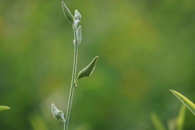 Crotalaria juncea (orok-orok, lambau, güneş keneviri, kenevir, kahverengi kenevir). Bu bitki genellikle gübre olarak kullanılır ve biyolojik yakıt olma potansiyeline sahiptir.