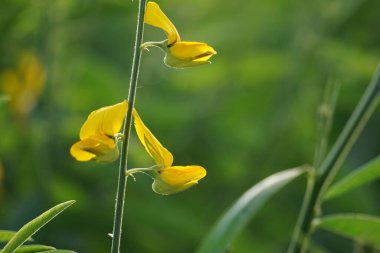 Crotalaria juncea (orok-orok, lambau, güneş keneviri, kenevir, kahverengi kenevir). Bu bitki genellikle gübre olarak kullanılır ve biyolojik yakıt olma potansiyeline sahiptir.