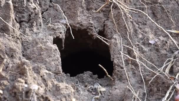 Rat Τρύπα Στο Έδαφος Φυσικό Υπόβαθρο — Αρχείο Βίντεο